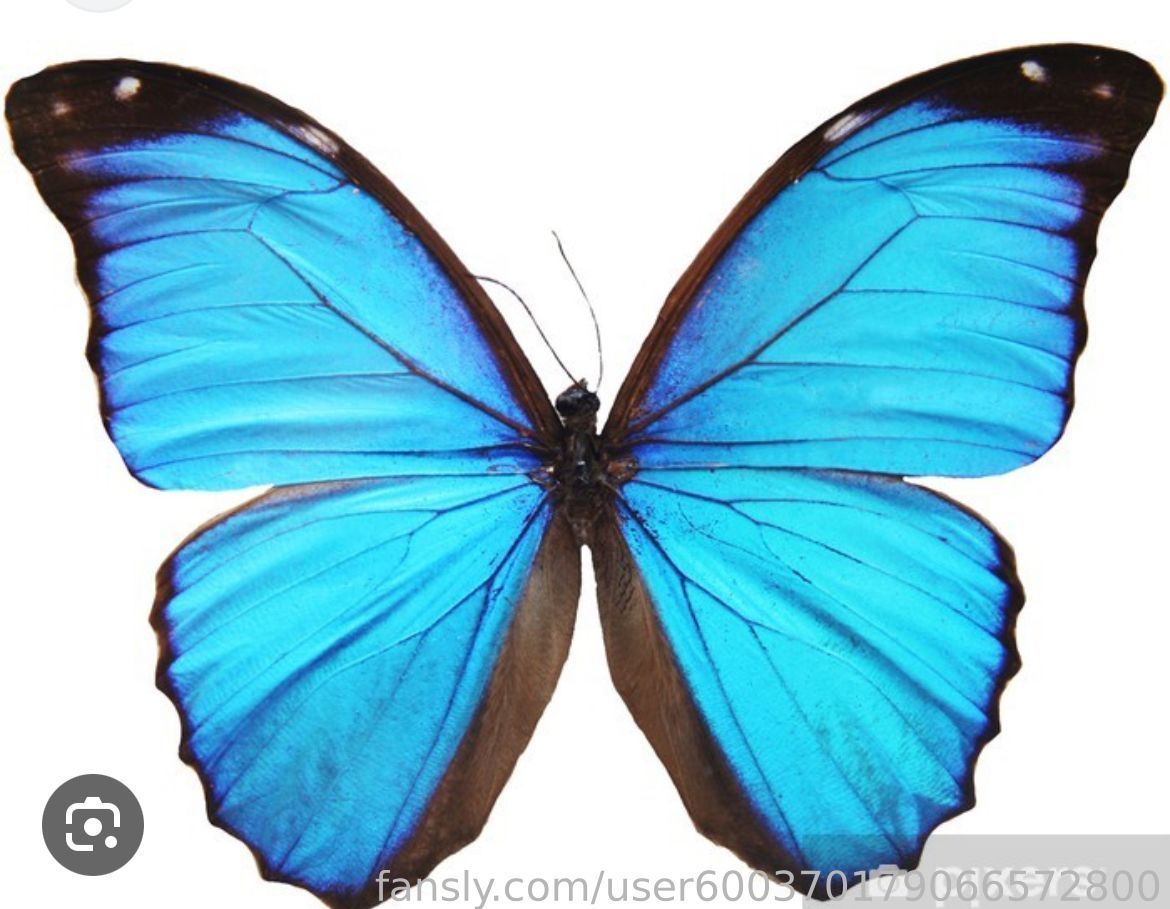 Butterfly8276